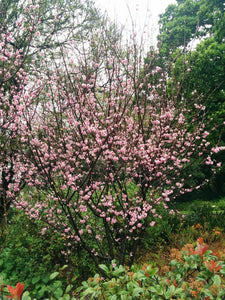 Flowering Peach - Klara Mayer Double Pink 25 ltr