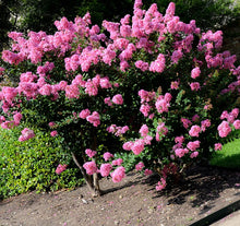 Load image into Gallery viewer, Lagerstroemia Hopi Pink - Crepe Myrtle 25 ltr

