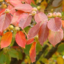 Load image into Gallery viewer, Malus Tsconoskii - Crabapple 25 ltr
