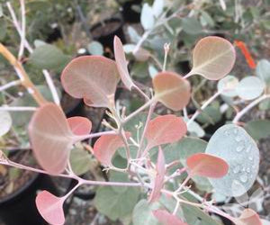 Eucalyptus Polyanthemos - Red Gum 140mm