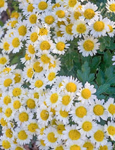 Load image into Gallery viewer, Chrysanthemum Snow Dome
