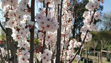 Load image into Gallery viewer, Flowering Plum Oakville Crimson Spire - Prunus 25 ltr
