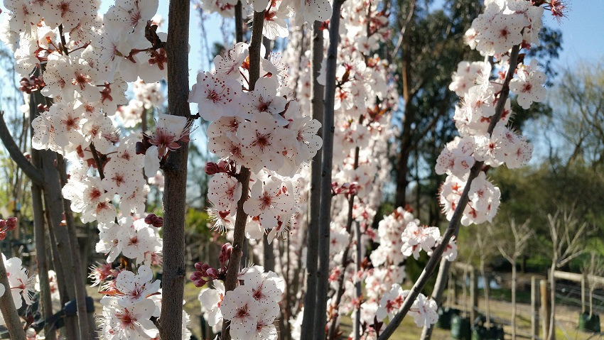 Flowering Plum Oakville Crimson Spire - Prunus 25 ltr