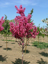 Load image into Gallery viewer, Malus Showtime - Crabapple 25 ltr
