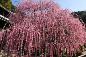 Weeping Apricot 35ltr