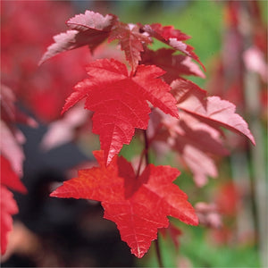 Acer - Fairview Flame 25 ltr