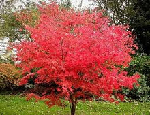 Load image into Gallery viewer, Acer Palmatum - Japanese Maple

