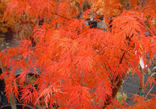 Load image into Gallery viewer, Acer Palmatum - Japanese Maple
