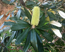 Load image into Gallery viewer, Banksia - Intergrifolia Costal
