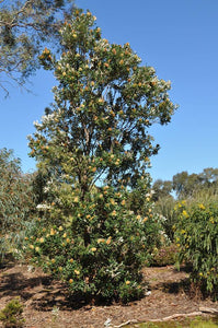 Banksia - Intergrifolia Costal