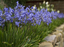 Load image into Gallery viewer, Agapanthus - Blue 140mm
