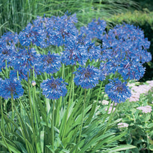 Load image into Gallery viewer, Agapanthus - Blue 140mm
