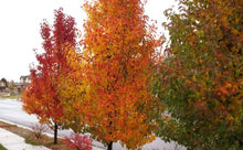 Load image into Gallery viewer, Pyrus Chantacleer - Ornamental Pear 45 ltr
