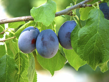 Load image into Gallery viewer, Plum - Damson
