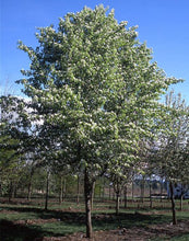Load image into Gallery viewer, Pyrus Edgewood - Ornamental Pear 25 ltr
