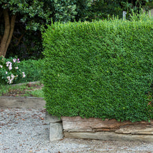 Load image into Gallery viewer, Buxus - Faulkner 140mm
