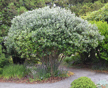 Load image into Gallery viewer, Feijoa Sellowiana - Acca 140mm
