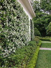 Load image into Gallery viewer, Star Jasmine
