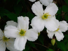 Load image into Gallery viewer, Clematis montana
