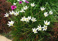 Load image into Gallery viewer, White Autumn Crocus (Zephyranthes)
