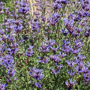 Salvia Celestial Blue