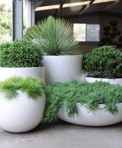 Shallow bowl planters