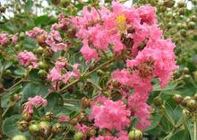 Load image into Gallery viewer, Lagerstroemia Hopi Pink - Crepe Myrtle 25 ltr

