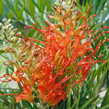 Load image into Gallery viewer, Grevillea -Ned Kelly 140mm
