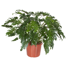 Load image into Gallery viewer, Philodendron- Xanadu 25 ltr
