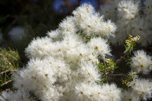 Load image into Gallery viewer, Melaleuca Linifolia - Snow in Summer 25 ltr
