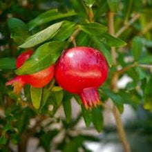 Load image into Gallery viewer, Pomegranate 25 ltr
