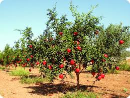Pomegranate 25 ltr