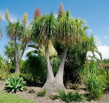 Load image into Gallery viewer, Pont Tail Palm - Beaucarnea Recurvata 140mm
