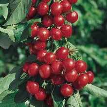 Load image into Gallery viewer, Cherry - Starkrimson 25ltr

