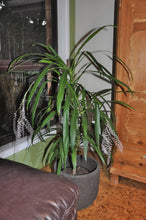 Load image into Gallery viewer, Cordyline - Stricta 140mm
