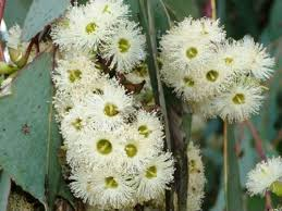 Eucalyptus - Albens, White Box