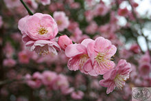 Load image into Gallery viewer, Weeping Apricot 35ltr
