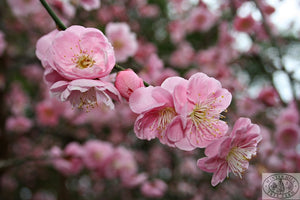 Weeping Apricot 35ltr